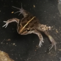 Limnodynastes tasmaniensis (Spotted Grass Frog) at Chapman, ACT - 26 Feb 2022 by WCK