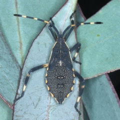 Gelonus tasmanicus (Leaf-footed bug) at Kosciuszko National Park - 20 Feb 2022 by jb2602