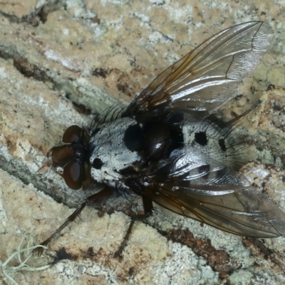 Metaphryno bella (Bristle fly) at Kosciuszko National Park - 20 Feb 2022 by jb2602