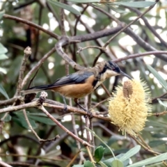 Eudynamys orientalis at Bruce, ACT - 26 Feb 2022 08:06 AM