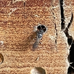 Lasioglossum (Homalictus) sp. (genus & subgenus) (Furrow Bee) at Sullivans Creek, O'Connor - 26 Feb 2022 by ibaird