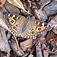 Junonia villida (Meadow Argus) at O'Connor, ACT - 26 Feb 2022 by ibaird