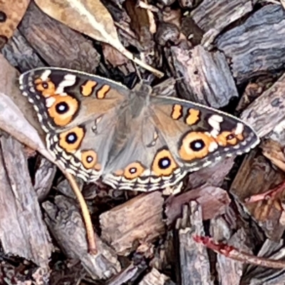 Junonia villida (Meadow Argus) at Sullivans Creek, O'Connor - 26 Feb 2022 by ibaird