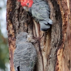 Callocephalon fimbriatum (Gang-gang Cockatoo) at Hughes, ACT - 23 Feb 2022 by LisaH