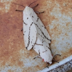 Ardices canescens (Dark-spotted Tiger Moth) at Hughes Grassy Woodland - 26 Feb 2022 by LisaH