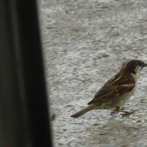 Passer domesticus at Eden, NSW - 26 Jan 2022