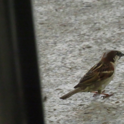 Passer domesticus (House Sparrow) at Eden, NSW - 26 Jan 2022 by BenW
