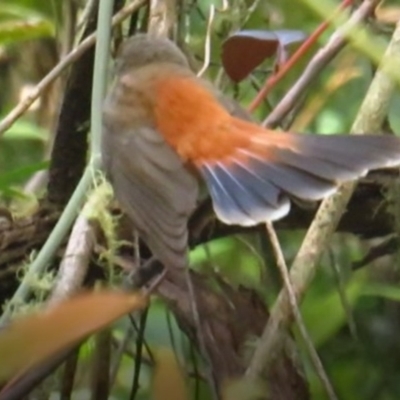 Rhipidura rufifrons (Rufous Fantail) at Goodenia Rainforest Walk - 26 Feb 2022 by TomW