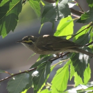 Caligavis chrysops at Pambula, NSW - 26 Jan 2022 09:56 AM