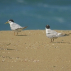 Sternula albifrons (Little Tern) at Wallaga Lake, NSW - 28 Feb 2021 by TomW