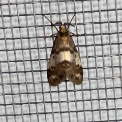 Anestia (genus) (A tiger moth) at QPRC LGA - 25 Feb 2022 by Steve_Bok