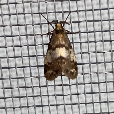 Anestia (genus) (A tiger moth) at Jerrabomberra, NSW - 26 Feb 2022 by SteveBorkowskis