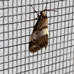 Anestia (genus) at Jerrabomberra, NSW - 26 Feb 2022