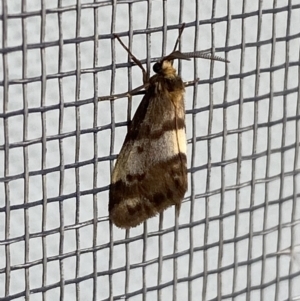 Anestia (genus) at Jerrabomberra, NSW - 26 Feb 2022