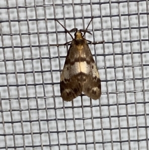 Anestia (genus) at Jerrabomberra, NSW - 26 Feb 2022