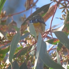 Pardalotus punctatus (Spotted Pardalote) at Red Hill, ACT - 6 Jun 2021 by BenW