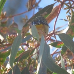 Pardalotus punctatus (Spotted Pardalote) at Red Hill, ACT - 6 Jun 2021 by tom.tomward@gmail.com