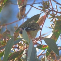 Pardalotus punctatus at Red Hill, ACT - 6 Jun 2021