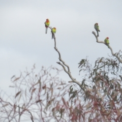 Platycercus eximius at Deakin, ACT - 29 Jun 2021 10:35 AM