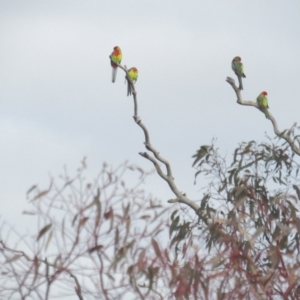 Platycercus eximius at Deakin, ACT - 29 Jun 2021 10:35 AM