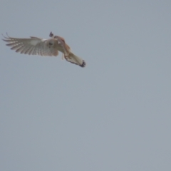 Falco cenchroides (Nankeen Kestrel) at Red Hill, ACT - 28 Sep 2021 by BenW