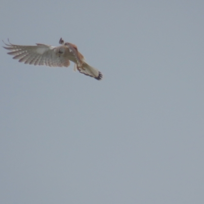 Falco cenchroides (Nankeen Kestrel) at Red Hill Nature Reserve - 28 Sep 2021 by tom.tomward@gmail.com