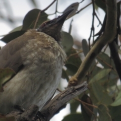 Philemon corniculatus (Noisy Friarbird) at Garran, ACT - 28 Sep 2021 by tom.tomward@gmail.com