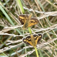 Taractrocera papyria (White-banded Grass-dart) at Sullivans Creek, O'Connor - 26 Feb 2022 by ibaird