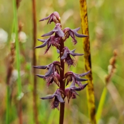 Corunastylis superba (Superb Midge Orchid) at Saint George, NSW - 24 Feb 2022 by RobG1