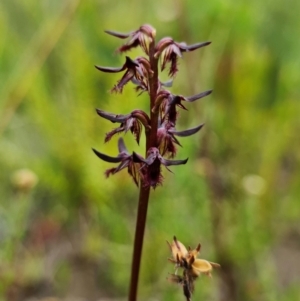 Corunastylis superba at suppressed - suppressed