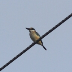 Todiramphus sanctus (Sacred Kingfisher) at Goulburn, NSW - 26 Feb 2022 by Rixon