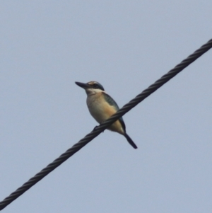 Todiramphus sanctus at Goulburn, NSW - 26 Feb 2022 05:11 PM