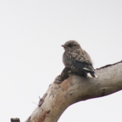 Artamus cyanopterus (Dusky Woodswallow) at Goulburn, NSW - 26 Feb 2022 by Rixon