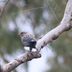 Artamus cyanopterus at Goulburn, NSW - 26 Feb 2022