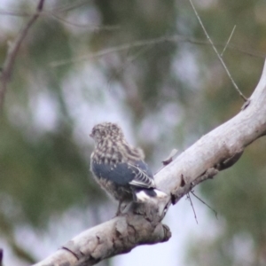 Artamus cyanopterus at Goulburn, NSW - 26 Feb 2022