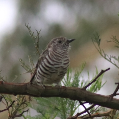 Chrysococcyx lucidus (Shining Bronze-Cuckoo) at Goulburn, NSW - 26 Feb 2022 by Rixon