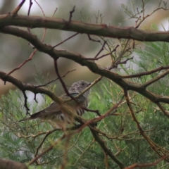 Chrysococcyx lucidus at Goulburn, NSW - 26 Feb 2022