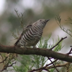 Chrysococcyx lucidus at Goulburn, NSW - 26 Feb 2022 05:29 PM