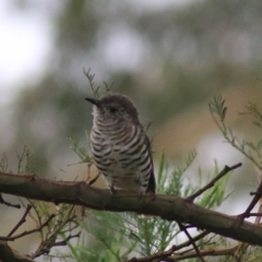 Chrysococcyx lucidus at Goulburn, NSW - 26 Feb 2022 05:29 PM