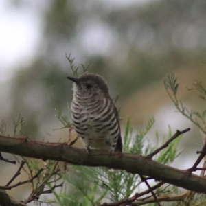 Chrysococcyx lucidus at Goulburn, NSW - 26 Feb 2022 05:29 PM