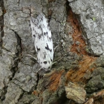Palimmeces (genus) (a Philobota Group moth) at McKellar, ACT - 26 Feb 2022 by Birdy