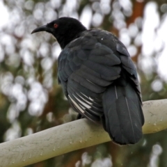 Corcorax melanorhamphos (White-winged Chough) at Greenway, ACT - 26 Feb 2022 by RodDeb