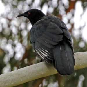 Corcorax melanorhamphos at Greenway, ACT - 26 Feb 2022