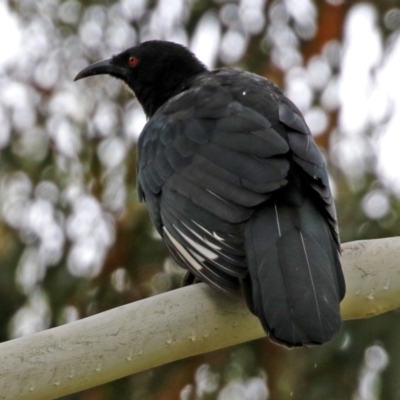 Corcorax melanorhamphos (White-winged Chough) at Greenway, ACT - 26 Feb 2022 by RodDeb