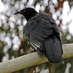 Corcorax melanorhamphos (White-winged Chough) at Pine Island to Point Hut - 26 Feb 2022 by RodDeb