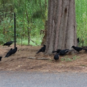 Corcorax melanorhamphos at Greenway, ACT - 26 Feb 2022