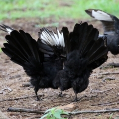 Corcorax melanorhamphos at Greenway, ACT - 26 Feb 2022