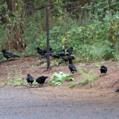 Corcorax melanorhamphos at Greenway, ACT - 26 Feb 2022