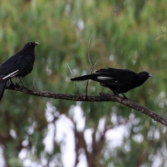 Corcorax melanorhamphos at Greenway, ACT - 26 Feb 2022 01:53 PM