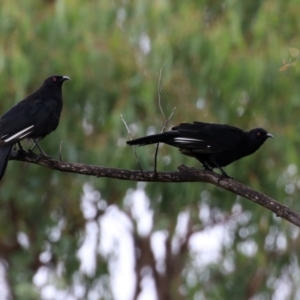 Corcorax melanorhamphos at Greenway, ACT - 26 Feb 2022